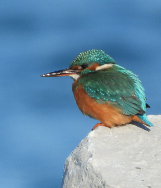 La vedetta in spiaggia del Fratino