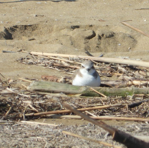 AZD fa le prove del nido