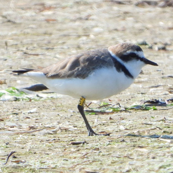 CPK il compagno di AZD per questo inizio stagione