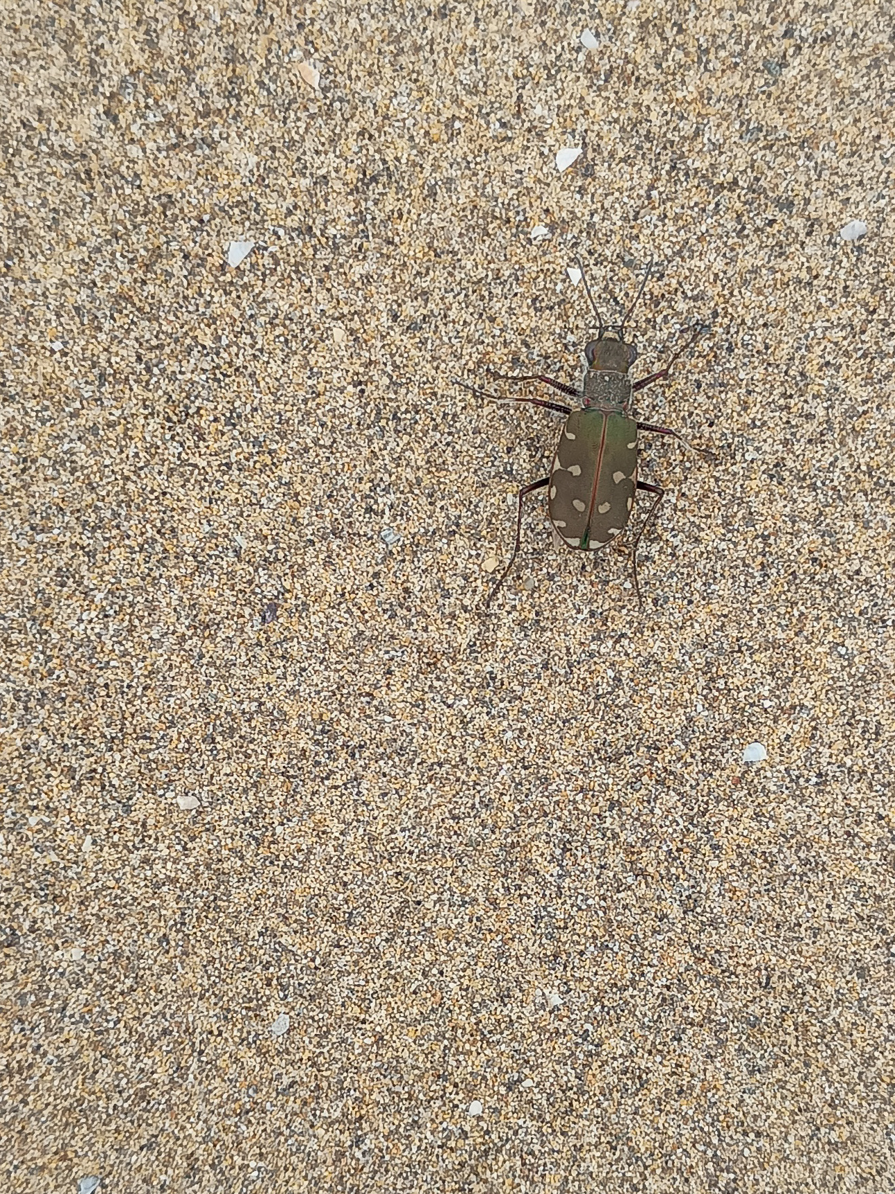 Cylindera trisignata